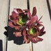 2 Cuttings - Purple Tree Aeonium, Aeonium Atropurpureum
