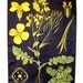 On Hold for Jill - Rapeseed/Turnip Plant Vintage Botanical Wall Hanging - Roll Chart - Retro Decor
