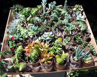 Succulent Terrarium, Living Walls , Outdoor Garden 18- 2" Cuttings Many Varieties Included