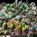 Succulent Terrarium, Living Walls , Outdoor Garden 18- 2" Cuttings Many Varieties Included