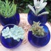 Succulents for Centerpieces and Gift Give Aways