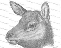 kentucky elk drawing 2022