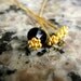 4 pcs Daisy Head Pin 70mm 24k Vermeil