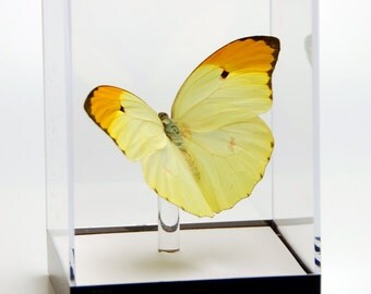 4 3/4" tall Table Display with Anteos Menippe Butterfly from Peru.