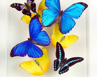 8" x 10" Real Exotic Butterfly Display.