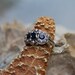 Sterling Silver 925 Victorian Style Natural Sapphire and Seed Pearl Ring Size 6.5