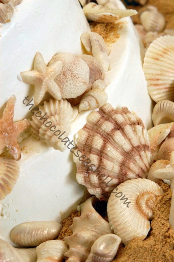 Monterey Bay 40 a collection of 40 white chocolate seashells for your wedding cake