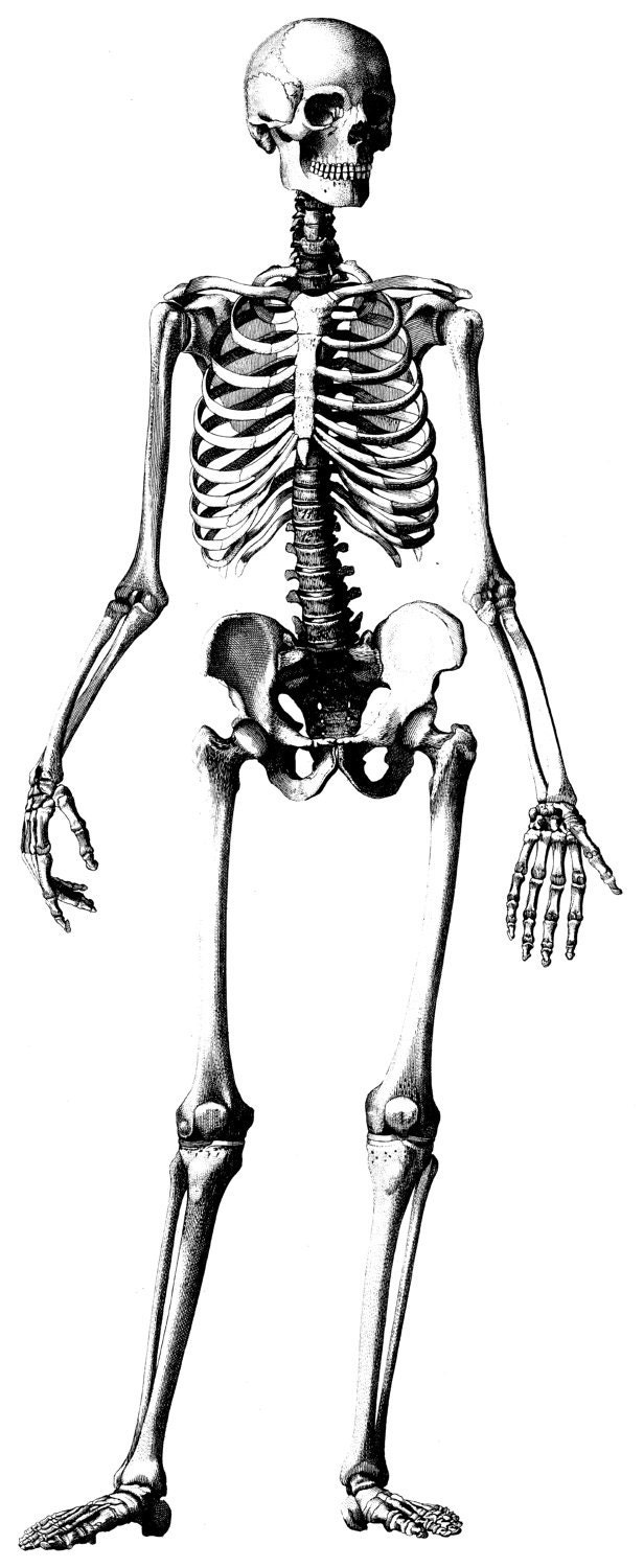 Human Anatomy Old Medical Atlas Illustration Digital Image