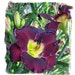 Daylily, 'BELA LUGOSI', double fan, perennial