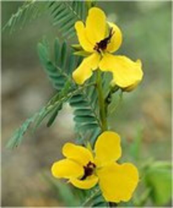 Mimosa Sensitive Plant Yellow Leaves Fold Up When Touched