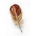Watercolor Feather-Watercolor painting of feather-Feather painting-Feathers in brown and beige
