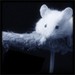 meallanmouse