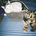 MootTunisMeowmy