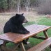 instantbear