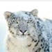skyfox