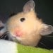 TheFlyingRedSquirrel