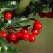 EvergreenandBerries