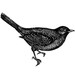 blackbirdattic