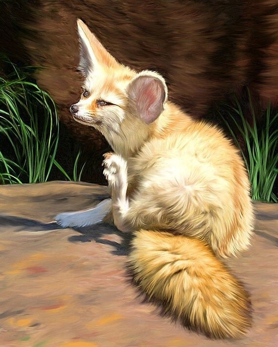 Fox Art Fennec Fox Print Big eared fox desert fox art