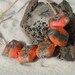Lampwork Bead Set, Mango-Silvered Ivory, Organic, Handmade SRA LETEAM Glassymom