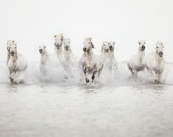 Horse Photography, Large Wall Art Print, Nature Photography, White Wild Horses Running in Water, Fine Art Print - The Power of 10
