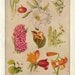 Lily Botanical Chart Vintage Floral Print Paper Ephemera Lilies