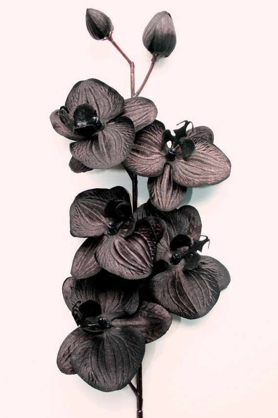16 Inch Black Orchid Floral Stem Spray with 5 Orchids plus Buds ...