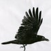 Crow Linocut