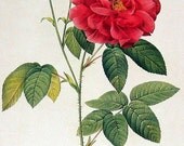 Items Similar To Rose Print Apothecary S Rose Single