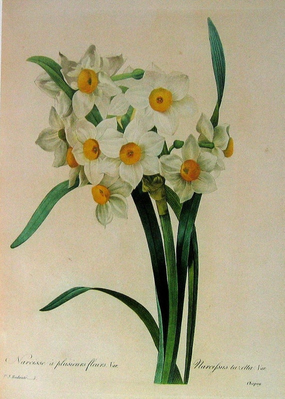 White Narcissus 1979 Vintage Botanical Book by mysunshinevintage