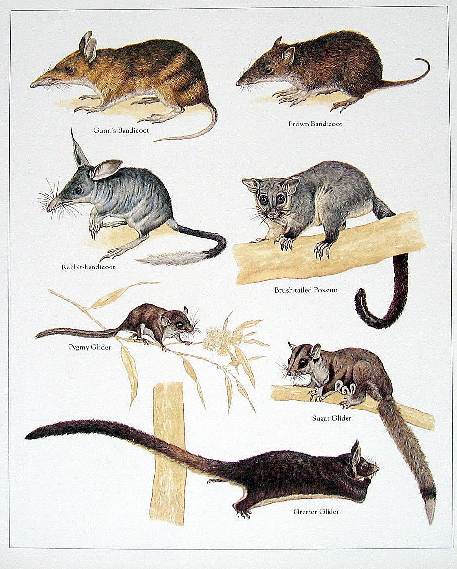 Gunn's Bandicoot Brown Bandicoot Pygmy Glider Bush