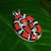 Coiled Scarlet Snake Kingsnake Necklace Pendant Red White and Black coiled charm