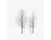 Elviage Pearl - Black and White Tree Photography in a Winter Landscape, London Ontario