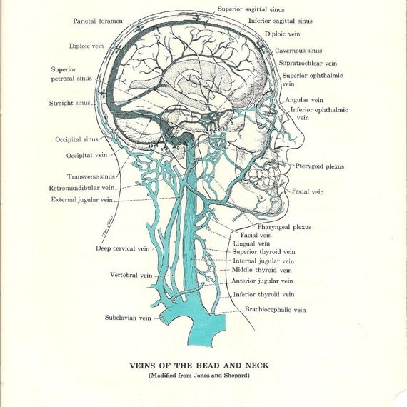 Veins of the Head Neck and Body 2 Vintage Medical Anatomy