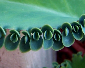 Succulent Plant - Mother of Thousands - 15 Tiny baby plants