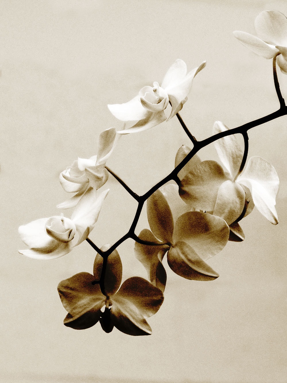 White Orchid Painting