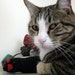 super size jumbo extra potent organic catnip mouse cat toy with crinkly sound