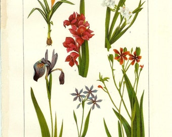 1917 Botany Print - Iris Flowers - Vintage Antique Art Illustration Book Plate Natural Science Great for Framing 100 Years Old