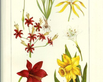 1903 Botany Print - Amaryllis Flowers - Vintage Antique Art Illustration Book Plate Natural Science Great for Framing 100 Years Old