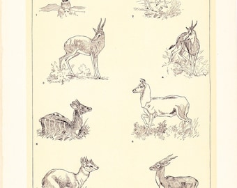 1903 Animal Print - Gazelles and Small Antelopes - Vintage Antique Home Decor Book Plate Art Illustration for Framing 100 Years Old