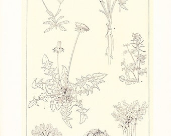 1917 Botany Print - Salad Plants - Vintage Antique Art Illustration Book Plate Natural Science Great for Framing 100 Years Old