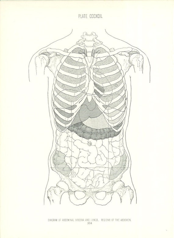 1926 Human Anatomy Print Abdomen Diagram Vintage Antique