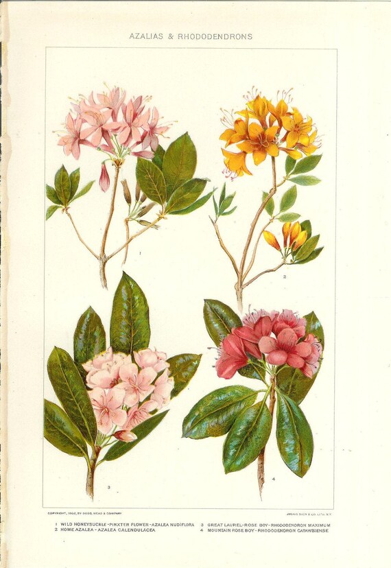 1903 Botany Print Azalias and Rhododendrons Vintage