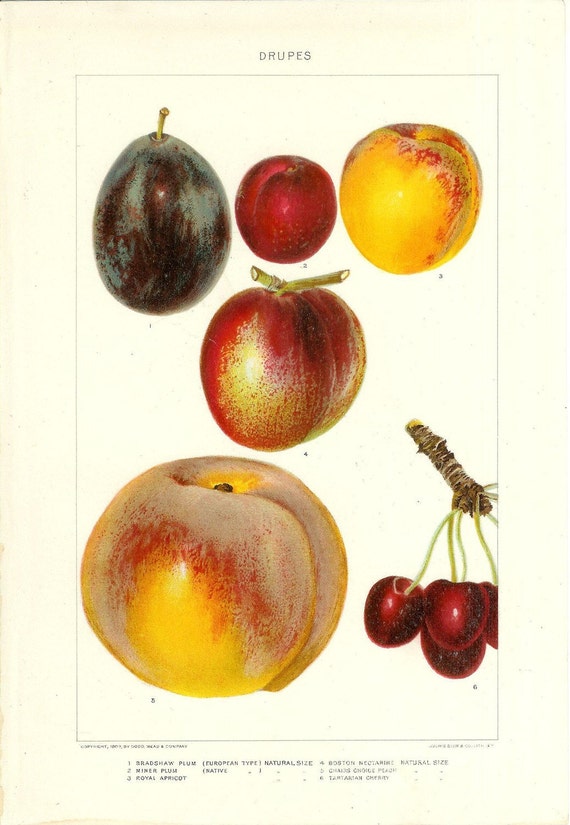 1903 Fruit Print Drupes Vintage Antique Art Illustration