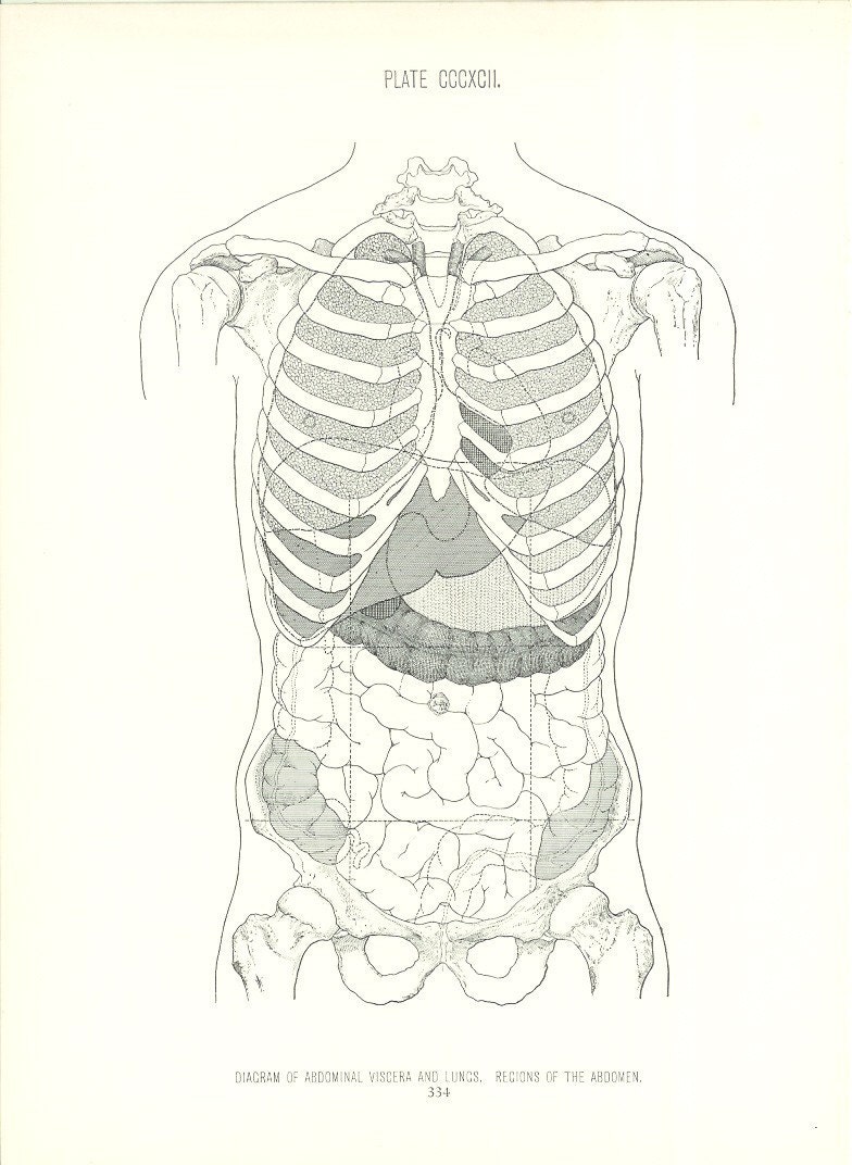 Abdominal Anatomy Diagram - Anterior View Of Abdominal Cavity And ...