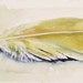 Watercolor Nature Art Illustration Natural History Hawk Tail Feather