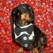 Tuxedo Bow Tie Bandana Sz S M or L