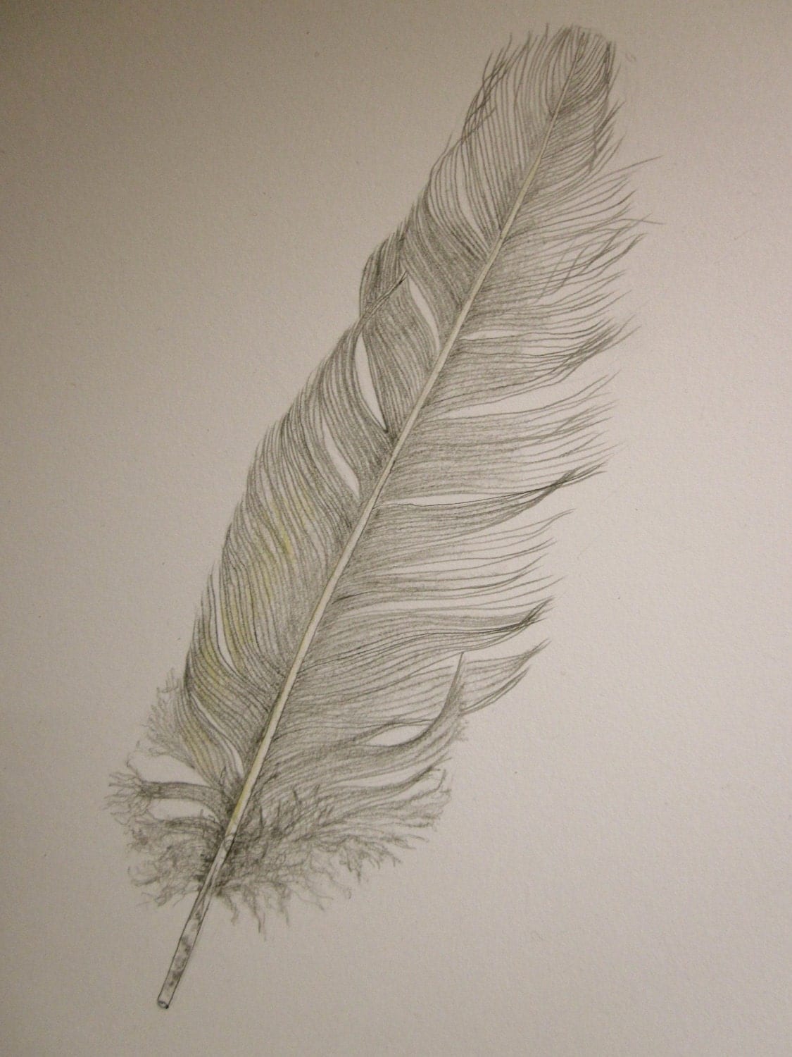 Cockatoo feather original pencil drawing