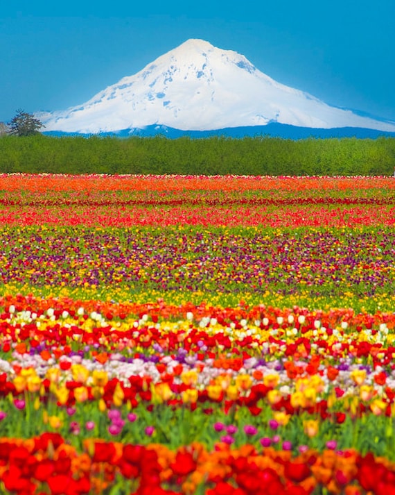 flower photography mountain photo tulip farm photograph spring flower photography mountain photo tulip farm photograph spring