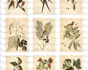 Vintage Birds Digital Download Collage Sheet D 3.5 x 2.25